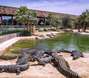 130 Dubai Crocodile Park