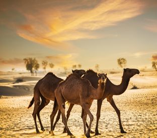 90 Guided Trip to Camel Farm