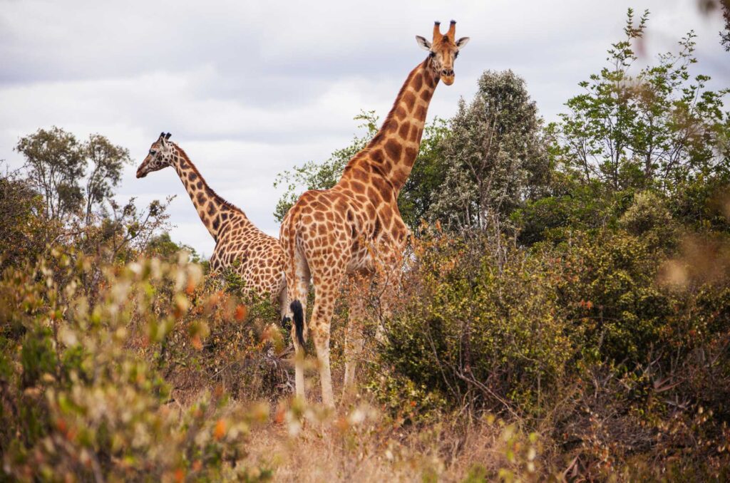 Kenya